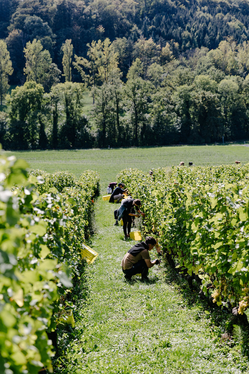 MCorrevon_0Q4A6497 copie